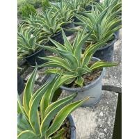 ราคา อากาเว่ปากนกแก้ว กระถาง10" ส่งพร้อมกระถาง (1 กล่อง ใส่ได้แค่ 2 ต้น) (28209624837)