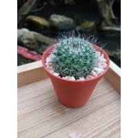 ราคา แมมมิลลาเลีย แมมแม่เฒ่า (7044669329)