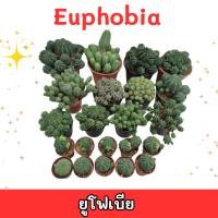 ราคา Euphobia ยูโฟเบีย กระถาง2นิ้ว Euphobia obesa hook ยูโฟเบียโอเบซ่าฮุกด่าง #ส่งทั้งกระถาง (24844660380)