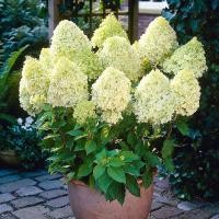 ราคา วานิลลาสตรอเบอร์รี่ช่อไฮเดรนเยียต้นกล้าขนาดใหญ่พร้อมต้นตูม (27056991212)