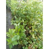 ราคา ต้นม่วงมณีรัตน์แบบชำสินค้าคัดพิเศษ (28684875736)