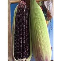 ราคา เมล็ดพันธุ์ ข้าวโพดหวานม่วง ทับทิมสยาม ข้าวโพดนมสดม่วง ข้าวโพดอัญชัน ทานดิบได้ [10 เเถม 1 คละได้] (18886087106)