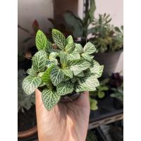 ราคา ต้นลายเงิน ต้นไม้มงคล ราคาถูก รับจัดทำต้นไม้ของชำร่วยงานต่างๆๆ (9512333547)