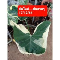 ราคา ถุงเงินถุงทองไม้มงคลให้โชคลาภไม้ประดับด่างสวยทุกต้น...แพคอย่างดี (10358141759)