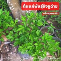 ราคา ต้นแม่พันธุ์จิงจูฉ่าย กิ่งแม่พันธุ์จิงจูฉ่ายส่งพร้อมถุง (14102914982)