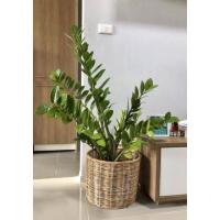 ราคา ตะกร้าหวาย ตะกร้าใส่ต้นไม้ ตะกร้าสาน ตะกร้าใส่กระถางต้นไม้ ตะกร้าหวายเอนกประสงค์ (17279458075)