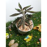 ราคา ยูโฟเบีย ไดโนเสาร์ใบเรียวEuphorbiaกระถาง5cm. (9185015396)