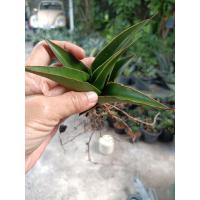 ราคา sansevieria Maya ลิ้นมังกร มายา (43016695349)
