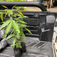 ราคา ต้นอโศกอินเดียสูง50-60 เซนติเมตร (จำนวน 10 ต้น) ถุง 4 นิ้ว คัดสวยต้นเเข็งเเรง (18782224594)