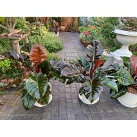 ราคา กุมารดำเรียกทรัพย์ฟอร์มสวยๆใหญ่ๆกระถาง12” (25103683371)