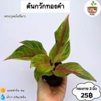 ราคา ต้นกวักทองคำ จัดส่ง 2 ต้นขึ้นไป คละแบบได้่ (41401582750)