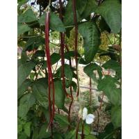 ราคา [10แถม1คละได้] เมล็ดพันธุ์ เมล็ดถั่วฝักยาว ถั่วฝักยาวสีม่วง ถั่วฝักยาวสีแดง 50 เมล็ด มีคู่มือปลูก (24276726328)
