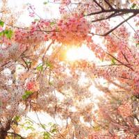 ราคา ต้นกัลปพฤกษ์(ชุด2ต้น) สูง 60-70 เซน (2962978341)