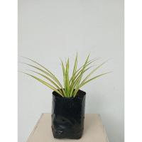 ราคา เตยด่าง พันธ์ุไม้เตยด่าง Blue Screw Pine ซื้อ 1 ถุงแถม 2 ถุง ถุงดำ 4 นิ้ว (29556918285)