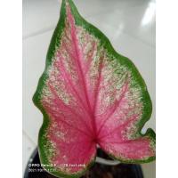 ราคา บอนสีปลาบู่ทองแท้/บอนเก่า/บอนโบราณ/กัดสีสดสวยแล้วตามรูปส่งต้นในรูป (11258208557)