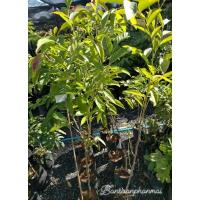 ราคา ต้นมันปู ต้นสูง 1.3 เมตร (22973795464)