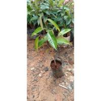 ราคา ต้นกล้าทุเรียนเพาะเมล็ด (13740243372)