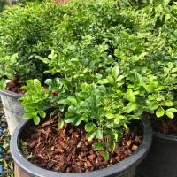 ราคา ต้นแก้วแคระดอกหอม กระถาง11นิ้ว (4637064655)