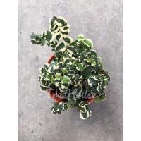 ราคา ตีนตุ๊กแกด่าง (ปิกัส) กระถาง 3 นิ้ว (3672314576)