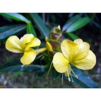 ราคา ต้นกล้า อังกาบหนู เขี้ยวแก้ว, เขี้ยวเนื้อ มันไก่ ต้นละ 29 บาท ไม้ประดับดอกสวย (26950365462)