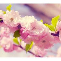 ราคา 44. เมล็ดซากุระกิ่งย้อย ซากุระพันธุ์ห้อยย้อย sakura นำเข้าจากญี่ปุ่น ชิดาเระซากุระ (26112943360)
