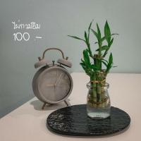 ราคา Trees minimal - ต้นไม้มงคล ต้นไผ่กวนอิม พร้อมกระถางแก้ว (6367670726)