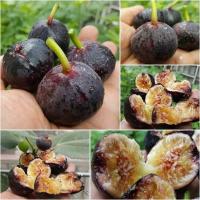 ราคา Figs ต้นมะเดื่อฝรั่ง พันธุ์ อิรักกี้ Iragi อร่อย หวาน หอมมากๆ จัดส่งพร้อมกระถาง 6 นิ้ว ลำต้นสูง 45-50 ซม (3369090485)