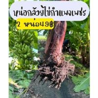 ราคา หน่อกล้วยไข่ หน่อกล้วยไข่กำแพงเพชร พร้อมส่ง ขุดสด หน่อกล้วยสมบูรณ์ (40558551311)