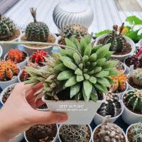 ราคา Haworthia ฮาโวเทีย (7514828664)