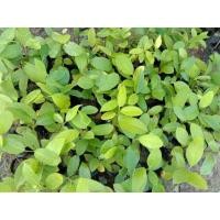 ราคา ต้นพยอมเป็นไม้ให้ดอกสวยสูง15ซม. (22919924124)