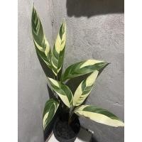 ราคา ต้นเฮลิโคเนียด่างไซด์เล็ก (9687801193)