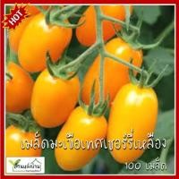 ราคา 100 เมล็ด มะเขือเทศเชอร์รี่เหลือง เมล็ดมะเขือเทศเชอร์รี่เหลือง มะเขือเทศเชอร์รี่ (27283214646)