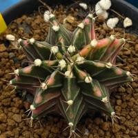 ราคา ❤️❤️มีส่งด่วน❤️❤️แคคตัส ไม้เมล็ด(SV65) /Cactus /Gymno/Gymnocalycium/ยิมโนด่าง/ไม้ชำหน่อ​ (43454426158)