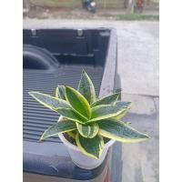 ราคา ลิ้นมังกรเจดีย์หยก พร้อมส่ง!! กำลังสวย (26081121208)