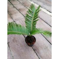 ราคา ต้นปรง​ญี่ปุ่น​ ราก​ติด​แน่น​ (27401283904)