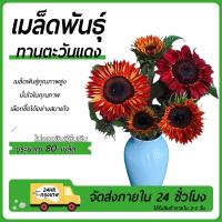 ราคา ทานตะวันสีส้มแดงเมล็ดพันธุ์ดอกทานตะวันสีส้มแดง 80 เมล็ด งอกดีโตเร็ว (42305790568)