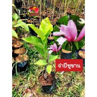 ราคา ต้นจำปีซูซาน จำปีสีชมพู แม็กโนเลียซูซาน ดอกหอมกว่า จำปีแดง ดอกใหญ่สีชมพู (26000450099)