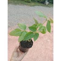 ราคา ต้นพันธุ์ ถั่วฝักยาวเขียว พร้อมปลูกในถุงดำ 29 บาท ถั่วฝักยาว เนื้อ เขียวดก ถั่วเนื้อ ติดฝักดก (28783491771)