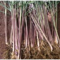 ราคา MERAH ตะไคร้หอม - ตะไคร้แดงสด 1กก. ใหม่ (43867233083)