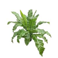 ราคา เฟิร์นข้าหลวง, ไซส์S, เฟิน, ต้นเฟิร์น, ข้าหลวง, เฟิร์นหลังลาย, เฟิร์นข้าหลวง, เฟิร์นข้าหลวงหลังลาย, เฟิร์นรังนก (25574276720)