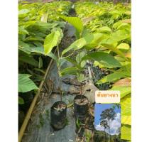 ราคา ต้นยางนา ต้นสูง แข็งแรง สามารถนำมาทำเชื้อเห็ดราไมคอร์ไรซ่า ซึ่งเรียกว่า เห็ดยางนา (28181887059)