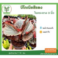 ราคา ต้นบีโกเนีย สีแดง ในกระถาง ขนาด3นิ้ว ไม้มงคล พร้อมกระถางฟรี ต้นสูง 5-7 ซม.วางบนโต๊ะทำงานได้ (4441428369)