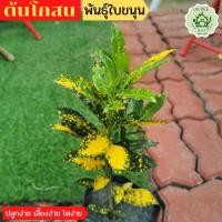 ราคา ต้นโกสน ต้นโกศล ไม้ประดับ โกสนใบขนุน จัดสวน (20703727262)