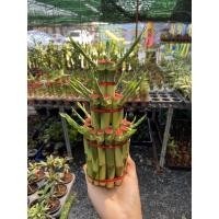 ราคา ต้นไผ่กวนอิม สูงประมาณ 20-30 ซม.ไม้มงคล ไผ่ เสริมทรัพบ์ สิริมงคล (4192486696)