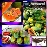 ราคา เมล็ดมะละกอเรดเลดี้กินสุกหวาน 10 เมล็ด นิยมปลูกมาก รสหวาน ให้ผลผลิตเร็ว ต้านทานโรค (4351305004)