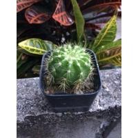 ราคา กระบองเพชร แคคตัส ดาวล้อมเดือน (15374334182)