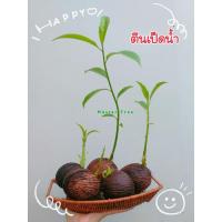 ราคา ตีนเป็ดน้ำ พะเนียงน้ำ มะตะกอ (4450290457)