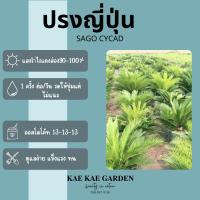 ราคา ต้นปรงญี่ปุ่นSago Cycadไซร์ใหญ่มากตามภาพตรงปกจ้าปรงญี่ปุ่น15นิ้วE00031 (22445997114)