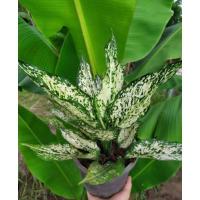 ราคา ต้นเพชรน้ำหนึ่ง แก้วกาญจนา ต้นไม้ มงคล ไม้ประดับ ใบสวย (13413375076)