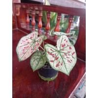 ราคา ไทยนิยม บอนสี ไมัประดับ (16570372593)